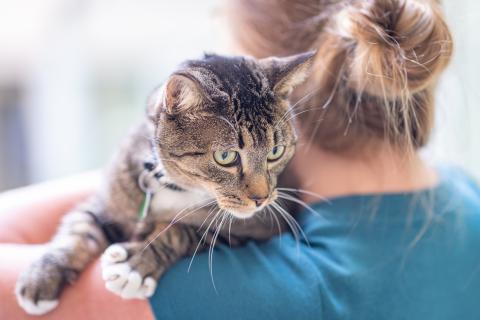 Cat looking over person's shoulder