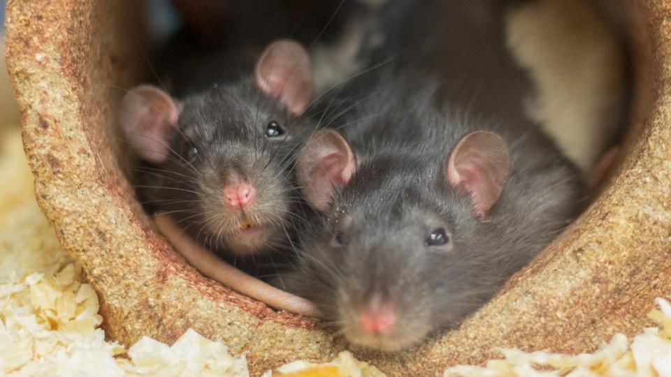 Two rats snuggling