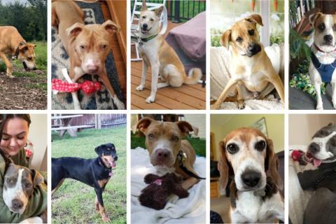 Collage of 10 photos of top dog adoption stories