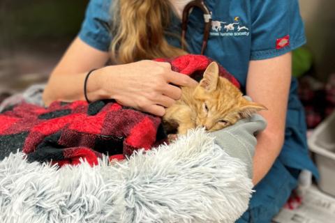 Orange kitten with vet 