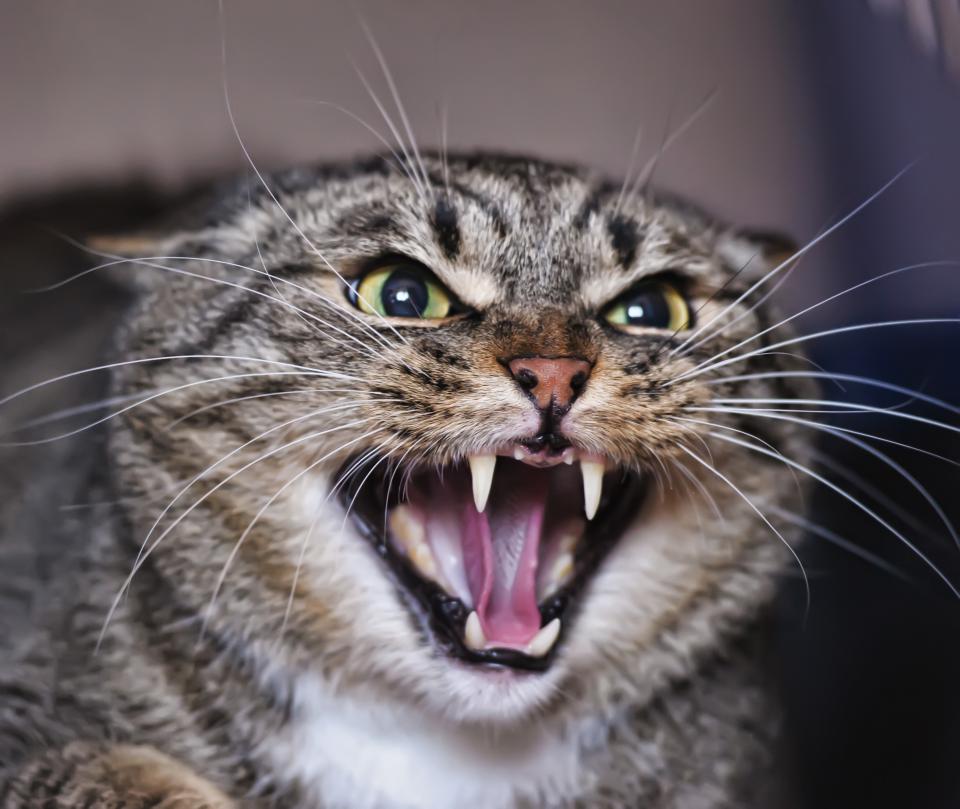 Angry cat with ears back and teeth showing