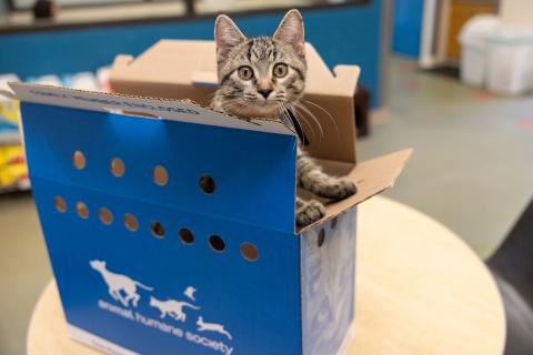 A cat in an adoption box from AHS
