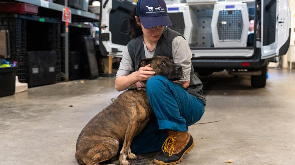 AHS staff member comforts dog seized in investigation