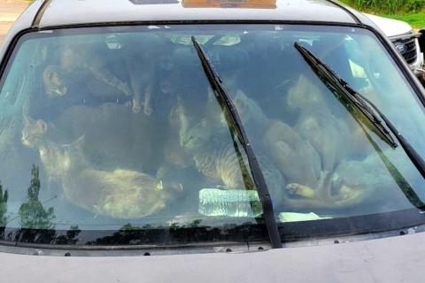 47 cats inside a Chisago County vehicle