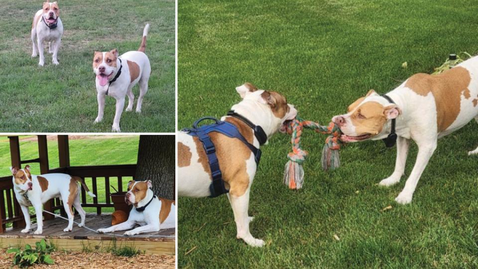 Armadillo, a white and tan Pit Bull mix, playing with his new brother after being adopted from AHS.