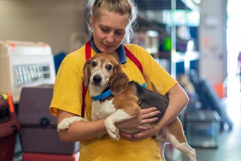 AHS staff member holds a Beagle relinquished from a facility which breeds animals for testing