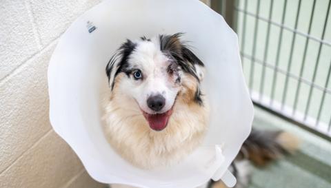 An Aussie recovering from eye surgery, wearing a medical cone at AHS. 