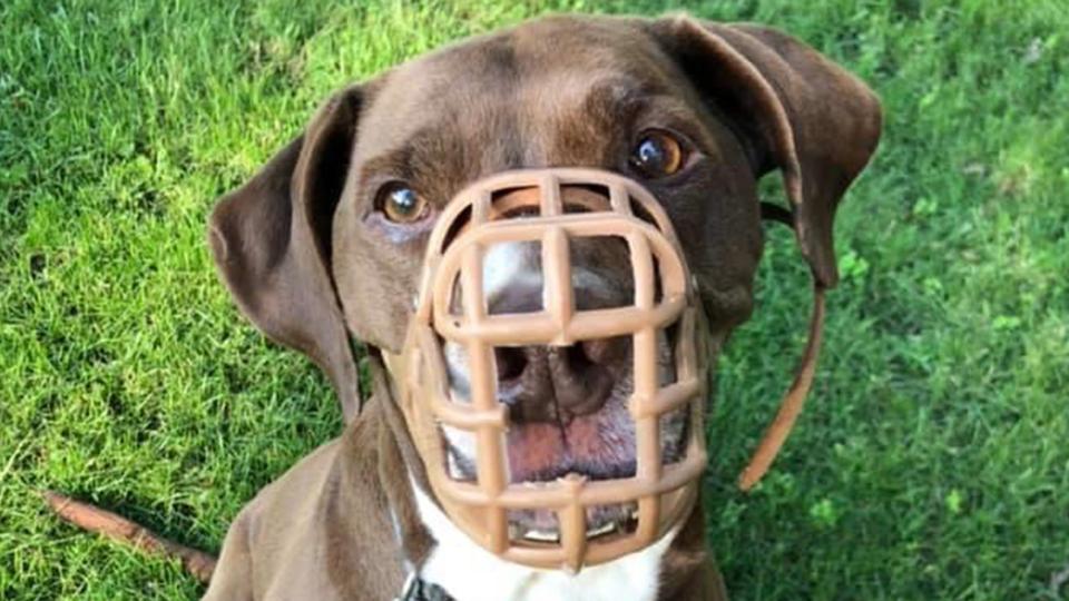 Bert, brown dog wearing a muzzle