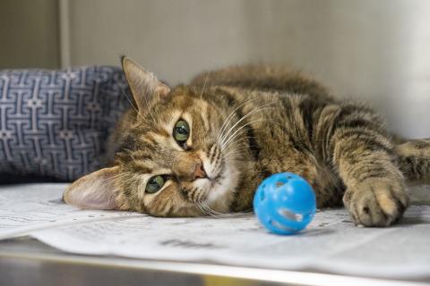 Beyonce the cat with toy at AHS