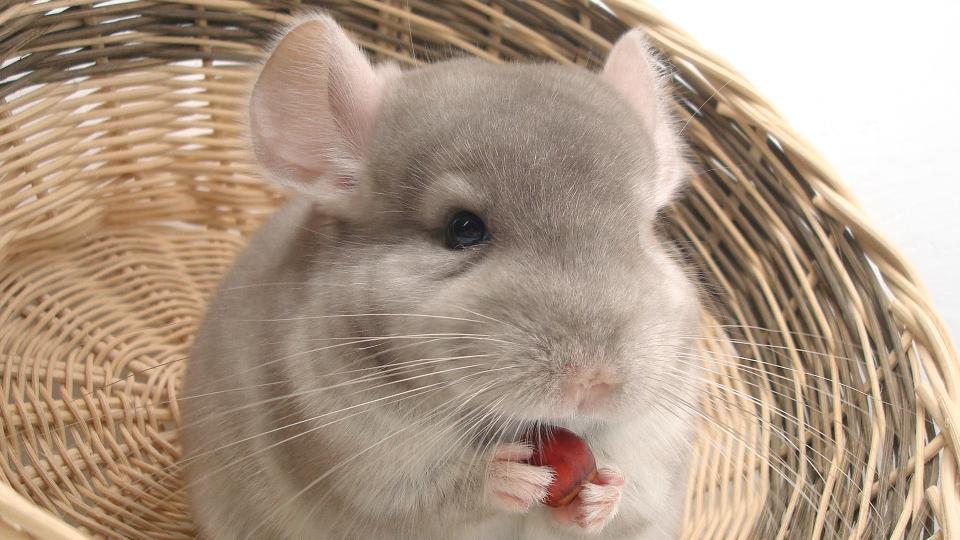 Chinchilla eating a red berry