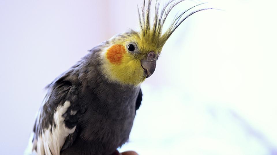 A cockatiel perched on someone's hand