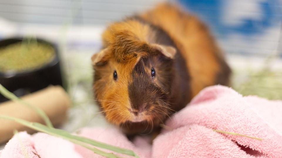 Coco, guinea pig adopted at Animal Humane Society