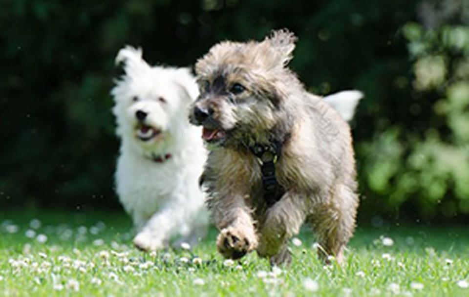 two small dogs running through a field of dandelions on a sunny day