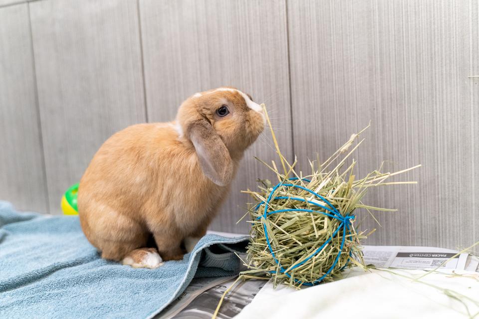 A bunny nibbles at some hay