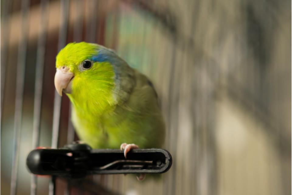 A green parrotlet sits on a perch in a cage