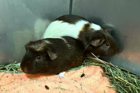 Two guinea pigs huddled together