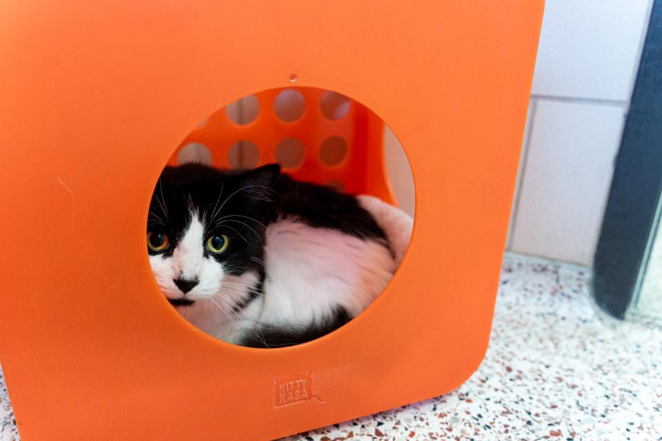 Cat hiding inside cube