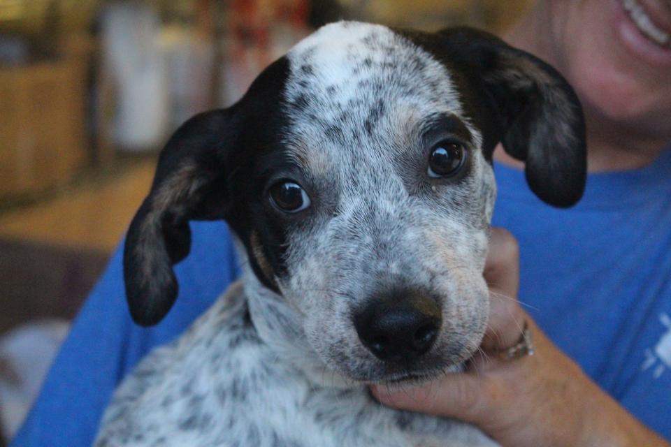 Black and white spotted puppy from Oklahoma, being transported to AHS