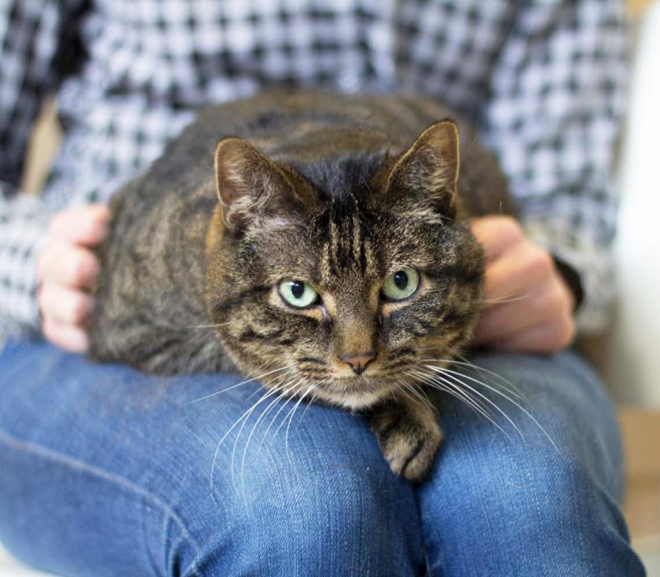 Cat sitting on owner's lap