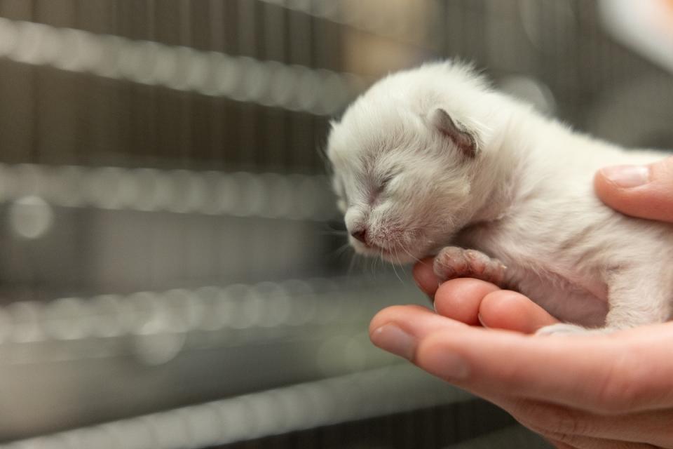 A newborn white kitten is held by AHS staff