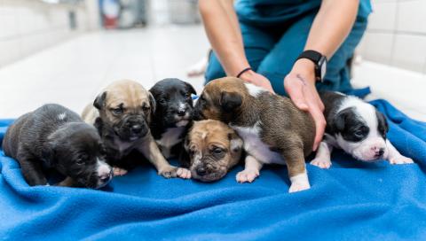 A litter of puppies receiving care at AHS. 
