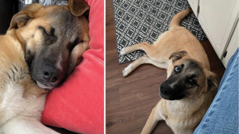Louie, a tan dog with a black face is pictured enjoying his new forever home.