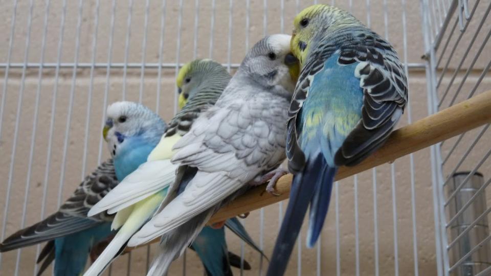 Four parakeets sitting on perch