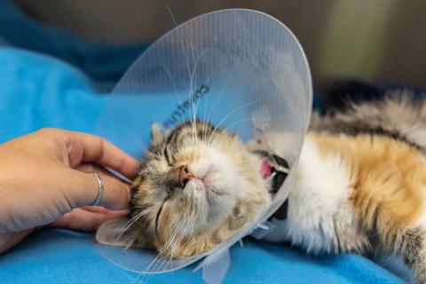 Peach the cat receives post-surgery cuddles