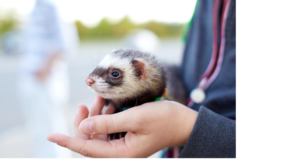 Person holding ferret