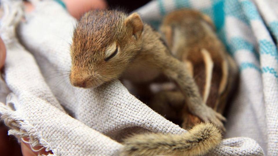Baby squirrels wrapped in towel