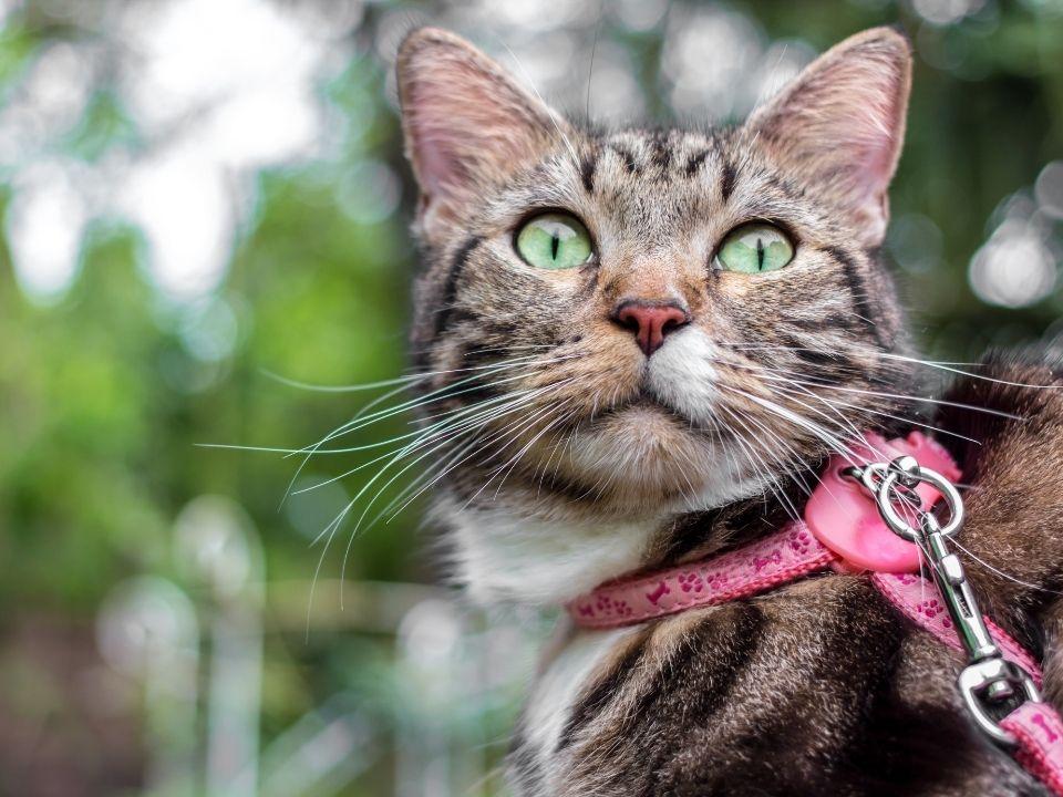 Tabby with pink leash