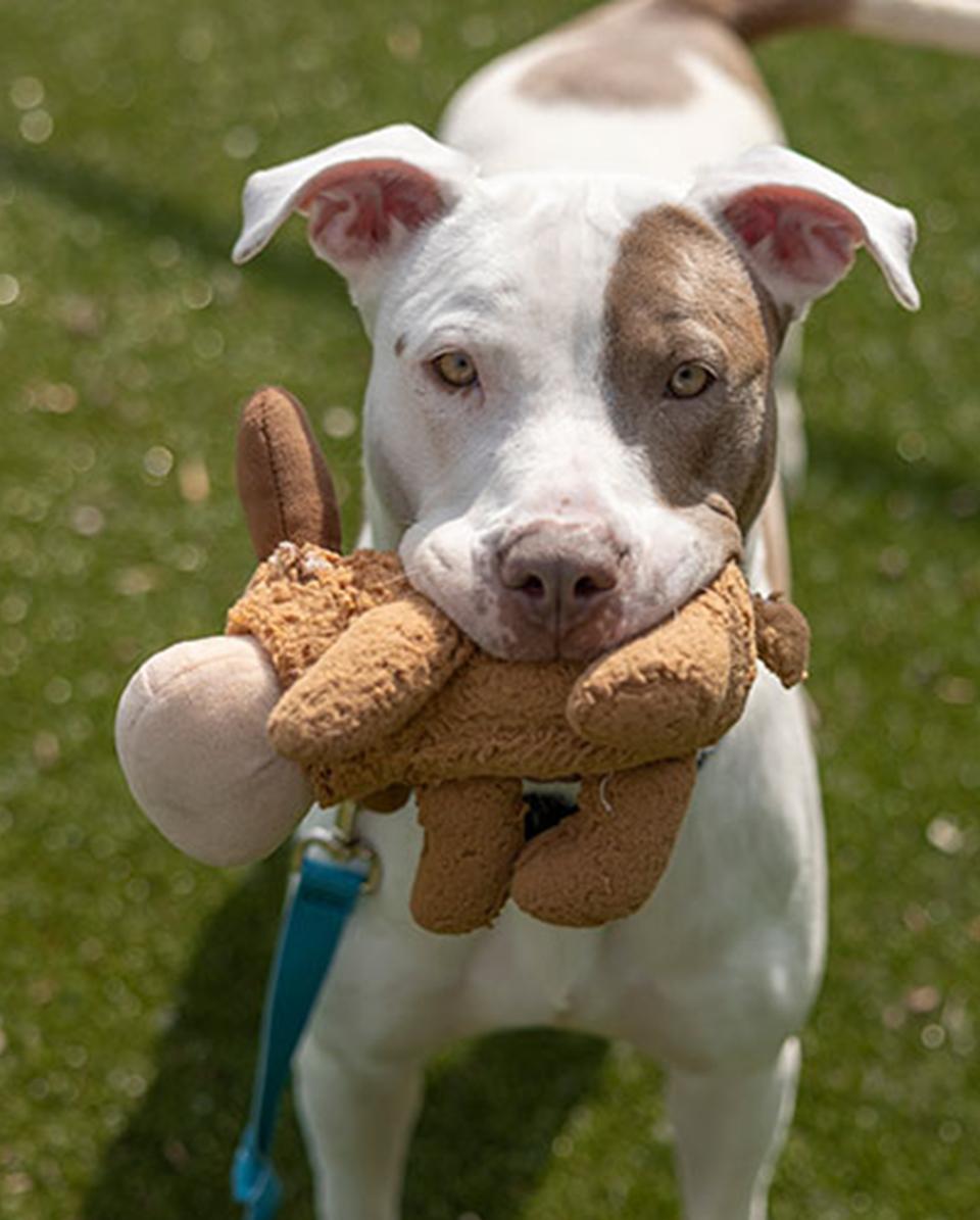 Teagan, a white pit bull with brown spots, holds onto a chew toy while playing outside.