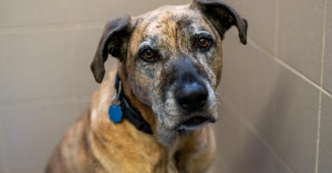 A senior dog looking to be adopted