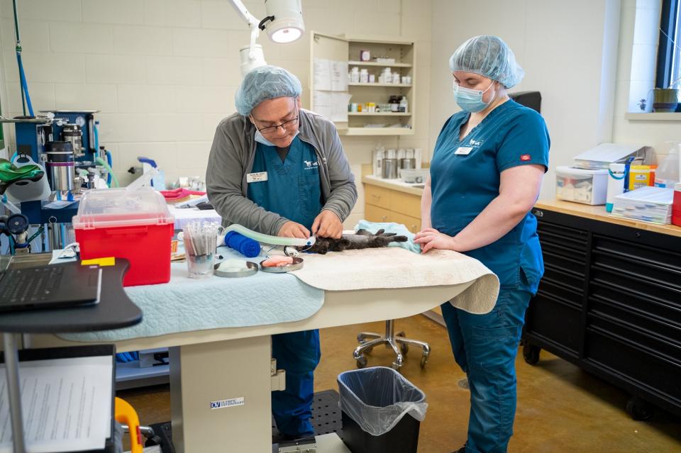 vet techs prepping a cat for surgery